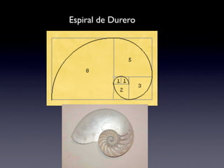 Espiral de Durero
 