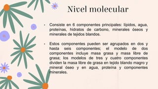 Nivel molecular
• Consiste en 6 componentes principales: lípidos, agua,
proteínas, hidratos de carbono, minerales óseos y
minerales de tejidos blandos.
• Estos componentes pueden ser agrupados en dos y
hasta seis componentes; el modelo de dos
componentes incluye masa grasa y masa libre de
grasa; los modelos de tres y cuatro componentes
dividen la masa libre de grasa en tejido blando magro y
mineral óseo y en agua, proteína y componentes
minerales.
 