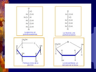 Composicion quimica-de-los-seres-vivos