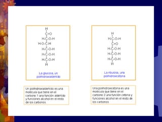 Composicion quimica-de-los-seres-vivos