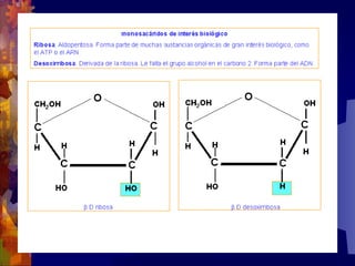 Composicion quimica-de-los-seres-vivos