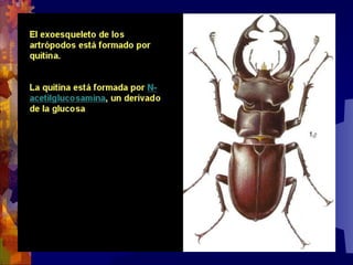 Composicion quimica-de-los-seres-vivos