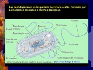 Composicion quimica-de-los-seres-vivos