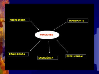 Composicion quimica-de-los-seres-vivos