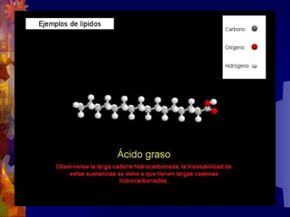 Composicion quimica-de-los-seres-vivos