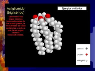 Composicion quimica-de-los-seres-vivos