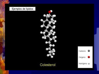 Composicion quimica-de-los-seres-vivos