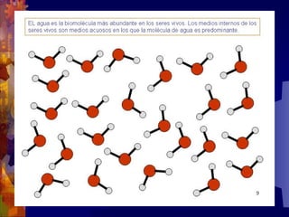 Composicion quimica-de-los-seres-vivos