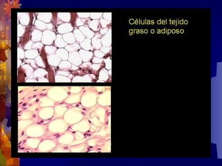 Composicion quimica-de-los-seres-vivos