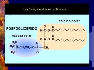 Composicion quimica-de-los-seres-vivos