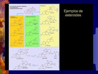 Composicion quimica-de-los-seres-vivos