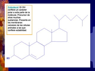 Composicion quimica-de-los-seres-vivos