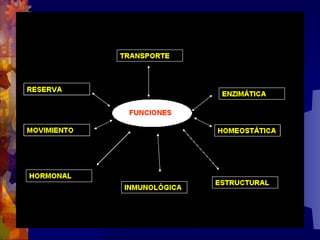 Composicion quimica-de-los-seres-vivos