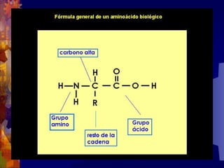 Composicion quimica-de-los-seres-vivos