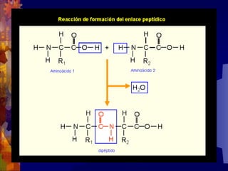 Composicion quimica-de-los-seres-vivos