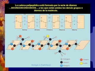 Composicion quimica-de-los-seres-vivos