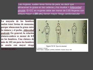 Las mujeres, suelen tener forma de pera, es decir que
almacenan la grasa en las caderas y los muslos = Adiposidad
ginoide. El ICC en mujeres debe ser menor de 0.85 Mujeres con
cintura mayor a (88 cm.) tienen mayor riesgo cardiovascular
La mayoría de los hombres
suelen tener forma de manzana,
porque almacenan la grasa entre
la cintura y el pecho. Adiposidad
androide En general, la relación
cintura-cadera es menor de 0.9
en los hombres. Una cintura de
más de 102 cm para los hombres
se asocia con mayor riesgo
cardiovascular.
Figura 18.16. Tipos de obesidad.
A. Androide. B. Ginoide
Fuente: Mataix J. Adelgazar: verdades y falsedades. Granada: Alhulia, 1998.
 