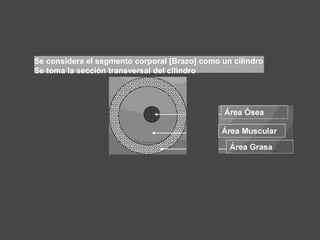 Se considera el segmento corporal [Brazo] como un cilindro
Se toma la sección transversal del cilindro
 