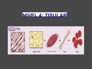 NIVEL 4: TISULAR
Skeletal muscle
 