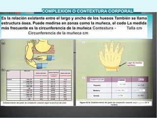 COMPLEXION O CONTEXTURA CORPORAL
Es la relación existente entre el largo y ancho de los huesos También se llama
estructura ósea. Puede medirse en zonas como la muñeca, el codo La medida
más frecuente es la circunferencia de la muñeca Contextura = Talla cm
Circunferencia de la muñeca cm
Establecimiento del grado de complexión corporal según la anchura del codo. Figura 18.14. Establecimiento del grado de complexión corporal según el perímetro de la
muñeca.
Lugar de medida
(apófisis)
HOMBRE
c > 1 0,4
Mediana c = 9,6 - 10,4 c= 10,1 - 11
Grande c < 9,6
MUJER
CONSTITUCIÓN
Pequeña
Sexo Altura (ni)
Ancho codo (cm)
Constitución pequeña
Ancho codo (cm)
Constitución
mediana
Ancho codo (cm)
Constitución grande
Hombres 1.55-1.57 <6.2 6.2-72 >7.2
1.60-1.67 <6.5 6.5-72 >7.2
1.70-1 77 <6.0 6.0-7.5 >7.5
1.80-1.86 <6.9 69-7.8 >7.8
1,90 <7.2 7.2-8.1 >8.1
Mujeres 1.45-1.47 <5,6 5.6-62 >6.2
1 50-1 57 <5.6 5.6-62 >6.2
1.60-1 67 <6.0 6.0-6.5 >6.5
1.70-1.77 <6.0 6.0-6.5 >6.5
1,80 <6.2 6.2-69 >6.9
 