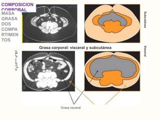 COMPOSICION
CORPORAL
MASA
GRASA
DOS
COMPA
RTIMEN
TOS
Grasa corporal: visceral y subcutánea
O
■0
c
‘O
o
3
X)
•C
.15
Q
Grasa visceral
Subcutánea
Visceral
 