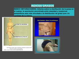 INDICES GRASOS
INDICE CINTURA/CADERA. Informa sobre la distribución de la grasa en
el cuerpo, la asociación encontrada entre obesidad y trastornos
metabólicos esta más vinculada a la distribución de grasa que a la
cantidad de la misma
Lugar donde se deben medir los parámetros abdominal y pelviano oara el
cálculo de la relación «cintura/cadera»
Mataix J. Adelgazar: verdades y falsedades. Granada: Alhulia, 1998.
PERÍMETRO ABDOMINAL
PERÍMETRO DE LA PELVIS
 