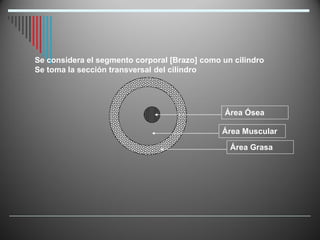 Se considera el segmento corporal [Brazo] como un cilindro
Se toma la sección transversal del cilíndro
Área Ósea
Área Muscular
Área Grasa
 