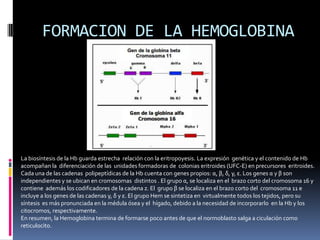 La biosíntesis de la Hb guarda estrecha relación con la eritropoyesis. La expresión genética y el contenido de Hb
acompañan la diferenciación de las unidades formadoras de colonias eritroides (UFC-E) en precursores eritroides.
Cada una de las cadenas polipeptídicas de la Hb cuenta con genes propios: α, β, δ, γ, ε. Los genes α y β son
independientes y se ubican en cromosomas distintos . El grupo α, se localiza en el brazo corto del cromosoma 16 y
contiene además los codificadores de la cadena z. El grupo β se localiza en el brazo corto del cromosoma 11 e
incluye a los genes de las cadenas γ, δ y ε. El grupo Hem se sintetiza en virtualmente todos los tejidos, pero su
síntesis es más pronunciada en la médula ósea y el hígado, debido a la necesidad de incorporarlo en la Hb y los
citocromos, respectivamente.
En resumen, la Hemoglobina termina de formarse poco antes de que el normoblasto salga a ciculación como
reticulocito.
FORMACION DE LA HEMOGLOBINA
 