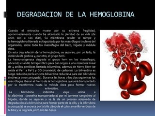 Cuando el eritrocito muere por su extrema fragilidad,
aproximadamente cuando ha alcanzado la plenitud de su vida (de
unos 100 a 120 días), Su membrana celular se rompe y
la hemoglobina liberada es fagocitada por los macrófagos tisulares del
organismo, sobre todo los macrófagos del bazo, hígado y médula
ósea.
En esta degradación de la hemoglobina, se separan, por un lado, la
molécula de globina y, por otro, el grupo hem.
La hemo-oxigenasa degrada el grupo hem en los macrófagos,
abriendo el anillo tetrapirrólico para dar origen a una molécula lineal
de 4 anillos pirrólicos llamada biliverdina, además de hierro libre (se
oxida el Fe2+ a Fe3+) y CO (monóxido de carbono). La biliverdina es
luego reducida por la enzima biliverdina reductasa para dar bilirrubina
(indirecta o no conjugada). Durante las horas o los días siguientes los
macrófagos liberan el hierro de la hemoglobina que será transportado
por la transferrina hasta la médula ósea para formar nuevos
eritrocitos.
La bilirrubina indirecta viaja unida a
la albúmina (proteína transportadora) por el torrente sanguíneo al
hígado, donde se separan y se le da un proceso adecuado de
degradación a la bilirrubina para formar parte de la bilis, y la bilirrubina
(conjugada) se secreta por la bilis dándole el color amarillo-verdoso de
la bilis y se degrada junto con las heces.
DEGRADACION DE LA HEMOGLOBINA
 