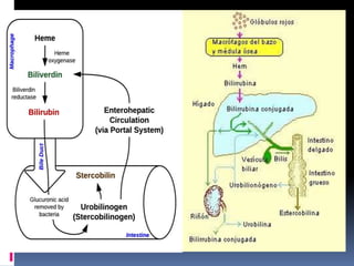 Composicion de la hemoglobina