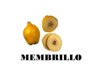 MEMBRILLO
 