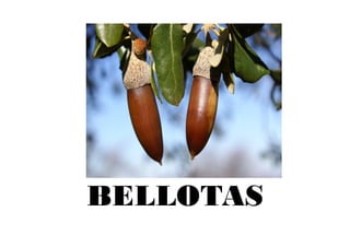 BELLOTAS
 