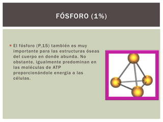 FÓSFORO (1%)

 El fósforo (P,15) también es muy
importante para las estructuras óseas
del cuerpo en donde abunda. No
obstante, igualmente predominan en
las moléculas de ATP
proporcionándole energía a las
células.

 