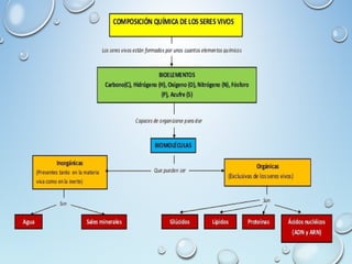 Composicion quimica de los seres vivos | PPT