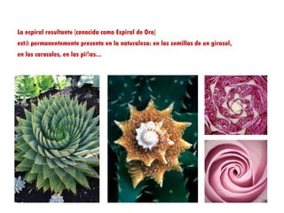 La espiral resultante (conocida como Espiral de Oro)
está permanentemente presente en la naturaleza: en las semillas de un girasol,
en los caracoles, en las piñas...
 