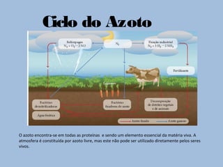 Ciclo do Azoto
O azoto encontra-se em todas as proteínas e sendo um elemento essencial da matéria viva. A
atmosfera é constituída por azoto livre, mas este não pode ser utilizado diretamente pelos seres
vivos.
 