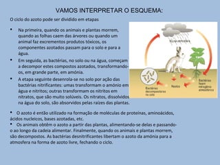 VAMOS INTERPRETAR O ESQUEMA:
O ciclo do azoto pode ser dividido em etapas
 Na primeira, quando os animais e plantas morrem,
quando as folhas caem das árvores ou quando um
animal faz excrementos produtos tóxicos, os
componentes azotados passam para o solo e para a
água.
 Em seguida, as bactérias, no solo ou na água, começam
a decompor estes compostos azotados, transformando-
os, em grande parte, em amónia.
 A etapa seguinte desenrola-se no solo por ação das
bactérias nitrificantes: umas transformam o amónio em
água e nitritos; outras transformam os nitritos em
nitratos, que são muito solúveis. Os nitratos, dissolvidos
na água do solo, são absorvidos pelas raízes das plantas.
 O azoto é então utilizado na formação de moléculas de proteínas, aminoácidos,
ácidos nucleicos, bases azotadas, etc.
 Os animais obtêm o azoto a partir das plantas, alimentando-se delas e passando-
o ao longo da cadeia alimentar. Finalmente, quando os animais e plantas morrem,
são decompostos. As bactérias desnitrificantes libertam o azoto da amónia para a
atmosfera na forma de azoto livre, fechando o ciclo.
 