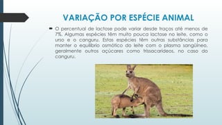 VARIAÇÃO POR ESPÉCIE ANIMAL
 O percentual de lactose pode variar desde traços até menos de
7%. Algumas espécies têm muito pouca lactose no leite, como o
urso e o canguru. Estas espécies têm outras substâncias para
manter o equilíbrio osmótico do leite com o plasma sangüíneo,
geralmente outros açúcares como trissacarídeos, no caso do
canguru.
 