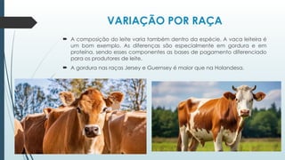 VARIAÇÃO POR RAÇA
 A composição do leite varia também dentro da espécie. A vaca leiteira é
um bom exemplo. As diferenças são especialmente em gordura e em
proteína, sendo esses componentes as bases de pagamento diferenciado
para os produtores de leite.
 A gordura nas raças Jersey e Guernsey é maior que na Holandesa.
 