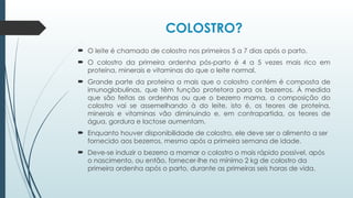 COLOSTRO?
 O leite é chamado de colostro nos primeiros 5 a 7 dias após o parto.
 O colostro da primeira ordenha pós-parto é 4 a 5 vezes mais rico em
proteína, minerais e vitaminas do que o leite normal.
 Grande parte da proteína a mais que o colostro contém é composta de
imunoglobulinas, que têm função protetora para os bezerros. À medida
que são feitas as ordenhas ou que o bezerro mama, a composição do
colostro vai se assemelhando à do leite, isto é, os teores de proteína,
minerais e vitaminas vão diminuindo e, em contrapartida, os teores de
água, gordura e lactose aumentam.
 Enquanto houver disponibilidade de colostro, ele deve ser o alimento a ser
fornecido aos bezerros, mesmo após a primeira semana de idade.
 Deve-se induzir o bezerro a mamar o colostro o mais rápido possível, após
o nascimento, ou então, fornecer-lhe no mínimo 2 kg de colostro da
primeira ordenha após o parto, durante as primeiras seis horas de vida.
 