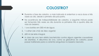 COLOSTRO?
 Durante a fase de colostro, o mais indicado é ordenhar a vaca duas a três
vezes ao dia, desde o primeiro dia pós-parto.
 Na ocorrência de indisponibilidade de colostro, a seguinte mistura pode
ser fornecida três vezes ao dia durante os primeiros três a quatro dias de
vida do bezerro:
1. 1 ovo batido em 300 ml de água;
2. 1 colher (de chá) de óleo vegetal;
3. 600 ml de leite integral.
 A clara de ovo tem efeito bactericida contra alguns agentes causadores
de diarréias. A albumina do ovo, como as globulinas do colostro, pode
passar inalterada para a corrente sanguínea no bezerro neonato.
 
