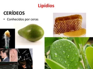 Lipídios
CERÍDEOS
• Conhecidos por ceras
 