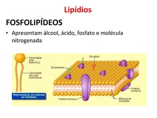 Lipídios
FOSFOLIPÍDEOS
• Apresentam álcool, ácido, fosfato e molécula
nitrogenada
 