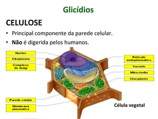 Glicídios
CELULOSE
• Principal componente da parede celular.
• Não é digerida pelos humanos.
Célula vegetal
 