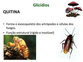 Glicídios
QUITINA
• Forma o exoesqueleto dos artrópodes e células dos
fungos.
• Função estrutural (rígido e insolúvel)
 