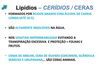 • FORMADOS POR ÁCIDOS GRAXOS COM ÁLCOOL DE CADEIA
LONGA (ATÉ 16 C).
• SÃO ALTAMENTE INSOLÚVEIS NA ÁGUA.
• NOS VEGETAIS IMPERMEABILIZAM EVITANDO A
TRANSPIRAÇÃO EXCESSIVA E PROTEÇÃO = FOLHAS E
FRUTOS.
• CERAS DE ABELHA, CERA DE OUVIDO (CERÚMEN), GLÂNDULA
SEBÁCEA E URUPIGIANA... SÃO CERAS ANIMAIS.
LipídiosLipídios – CERÍDIOS / CERAS
 