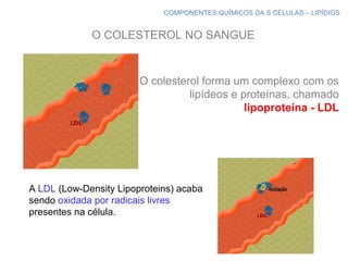 COMPONENTES QUÍMICOS DA S CÉLULAS – LIPÍDIOS
O colesterol forma um complexo com os
lipídeos e proteínas, chamado
lipoproteína - LDL
A LDL (Low-Density Lipoproteins) acaba
sendo oxidada por radicais livres
presentes na célula.
O COLESTEROL NO SANGUE
 