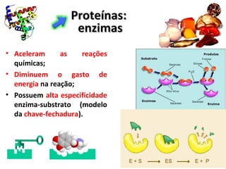 Proteínas:Proteínas:
enzimasenzimas
• Aceleram as reações
químicas;
• Diminuem o gasto de
energia na reação;
• Possuem alta especificidade
enzima-substrato (modelo
da chave-fechadura).
 