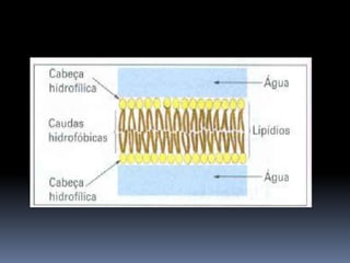 Composição química da célula   água e sais minerais