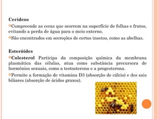 Cerídeos 
Compreende as ceras que ocorrem na superfície de folhas e frutos, 
evitando a perda de água para o meio externo. 
São encontrados em secreções de certos insetos, como as abelhas. 
Esteróides 
Colesterol Participa da composição química da membrana 
plasmática das células, atua como substância precursora de 
hormônios sexuais, como a testosterona e a progesterona. 
Permite a formação de vitamina D3 (absorção de cálcio) e dos sais 
biliares (absorção de ácidos graxos). 
 